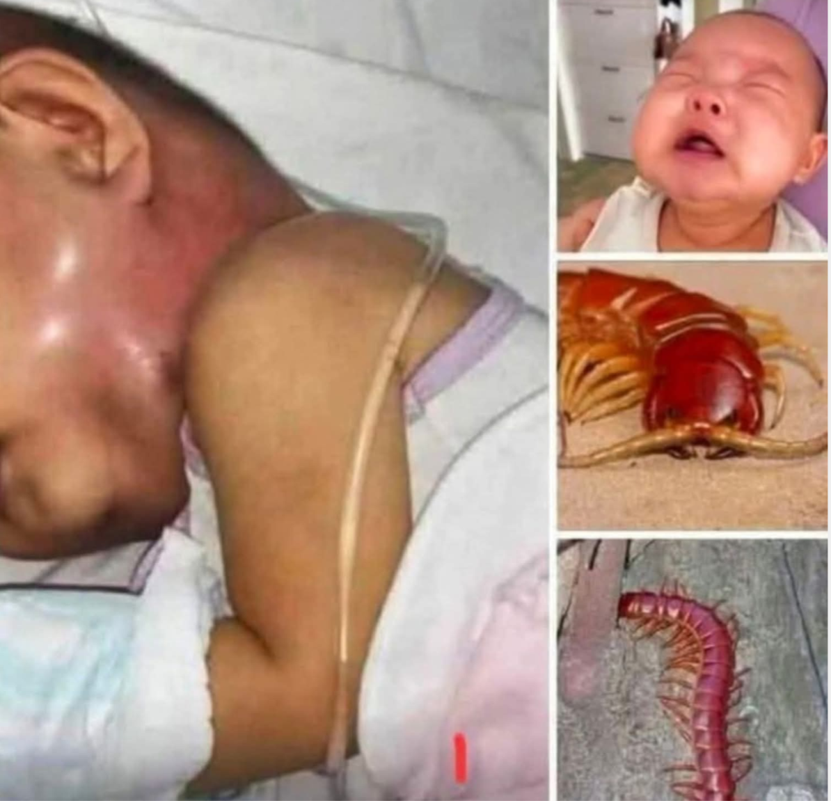 ever EVER kill a house centipede again 😱😱😱. I had no idea….Read more